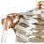 Szkielet człowieka, więzadła stawowe, Premium 1
