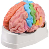 Model mózgu funkcjonalny/regionalny, 5-częściowy Premium