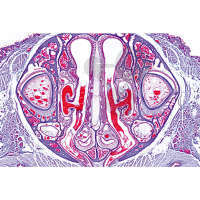 Histologia: narządy oddechowe, 6 preparatów mikroskopowych