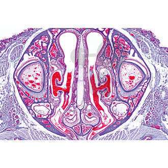 Histologia: narządy oddechowe, 6 preparatów mikroskopowych