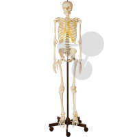 Model szkieletu mężczyzny, SOMSO®