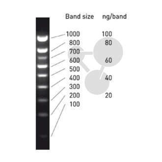 Marker masy DNA do elektroforezy żelowej