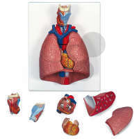 Płuco z krtanią, Premium, 7 części