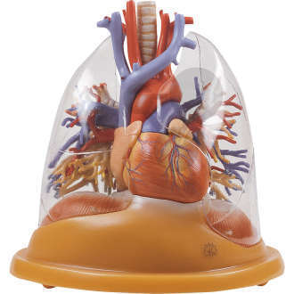 Model sercowo-płucny, model SOMSO®