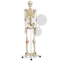 Szkielet człowieka, więzadła stawowe, Premium
