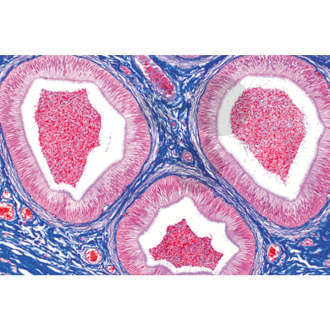 Histologia: męskie narządy płciowe, 7 preparatów mikroskopowych