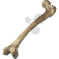 Rekonstrukcja kości udowej Homo Neanderthalensis, model SOMSO®