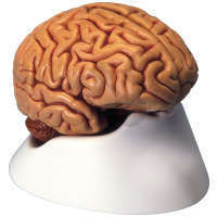 Model mózgu, 5 części, Premium