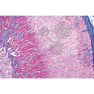 Histologia: układ hormonalny, 6 preparatów mikroskopowych