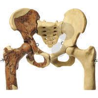Rekonstrukcja miednicy Australopithecus africanus, model SOMSO®