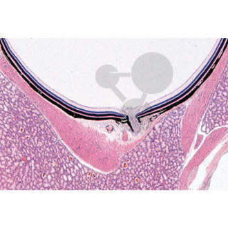 Histologia: narządy zmysłów, 10 preparatów mikroskopowych