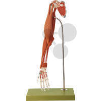 Model demonstracyjny mięśni ramienia, SOMSO®