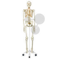 Szkielet człowieka, ruchomy kręgosłup, Premium