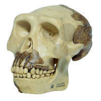 Rekonstrukcja czaszki Homo erectus, model SOMSO®