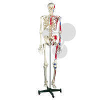 Szkielet człowieka układ mięśniowy, Classic