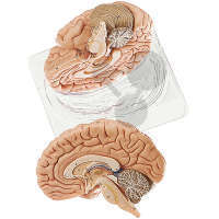 Model mózgu SOMSO®