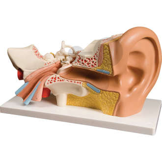 Model ucha, 4-częściowy