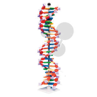 DNA - duży model