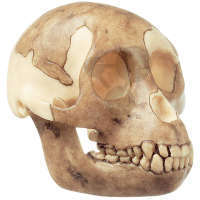 Rekonstrukcja czaszki Proconsul africanus