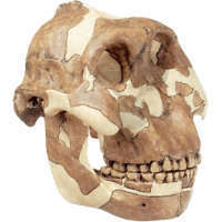 Rekonstrukcja czaszki Paranthropus boisei, model SOMSO®
