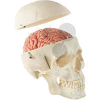 Czaszka męska z 8-częściowym mózgiem, tworzywo sztuczne, model SOMSO®