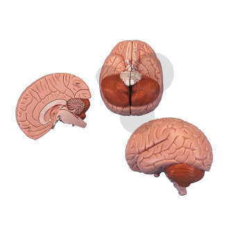 Mózg Classic, 2-częściowy