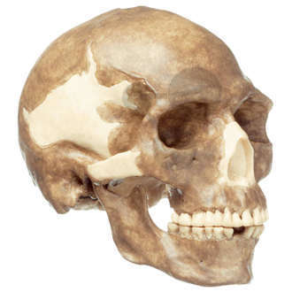 Rekonstrukcja czaszki Homo sapiens