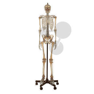 Szkielet człowieka, przezroczysty