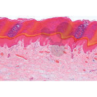 Histologia: skóra, 10 preparatów mikroskopowych